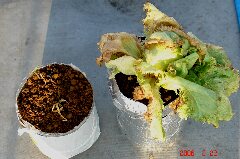 暑さにやられた水耕ニンニクとレタス。クリックすると大きくなります。r