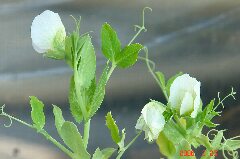 続々花が咲いてきました。クリックすると大きくなります。r