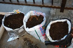 三つとも袋植えです。クリックすると大きくなります。r