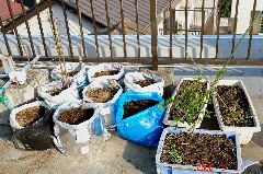 何とか残りの苗も袋に植えてアスパラガスコーナーの完成です。クリックすると大きくなります。r