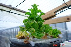 水耕サラダ菜、一株だけ董立ち開始。クリックすると大きくなります。r