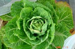 ミニ白菜も蕾が付きました。クリックすると大きくなります。r