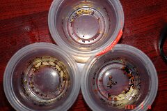 HB−101に浸けときます。クリックすると大きくなります。r