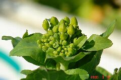 てっぺんの菜の花。クリックすると大きくなります。r