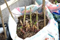 アスパラガスが次々発芽しています。クリックすると大きくなります。r