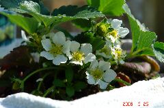 花がいっぱい咲いてます。クリックすると大きくなります。r