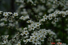 小さな花だけどこれだけ沢山咲くとなかなか豪華に見えてしまいます。クリックすると大きくなります。r