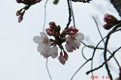 やっと見つけた桜の開花。でも人が多かったのでそのあたりを一周してきました。クリックすると大きくなります。r