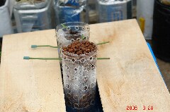 3月28日の様子。クリックすると大きくなります。r