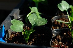 先日移植したグリーンランド。朝日に映えて綺麗です。クリックすると大きくなります。r