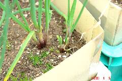 昨年の10月に植えたあさつき。クリックすると大きくなります。r