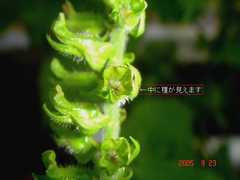 青紫蘇(大葉)の種。クリックすると大きくなります。t