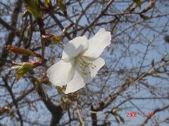 職場の桜も咲き始めましたよ。クリックすると大きくなります。