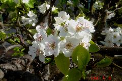 この梨の花は綺麗です。豪快かつ繊細な花です。クリックすると大きくなります。t