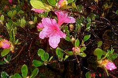 躑躅(つつじ)の開花。クリックすると大きくなります。t
