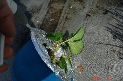 最近では鉢を倒してホースの水圧で吹き飛ばしてます。クリックすると大きくなります。r