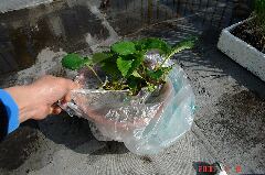 レジ袋で簡易マルチ。クリックすると大きくなります。r