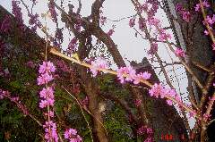 枝の周りに沢山の花が付いてます。クリックすると大きくなります。t