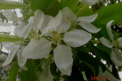 梨の花ですかねぇ?クリックすると大きくなります。t