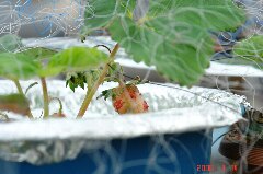 鳥に食べられた証拠。クリックすると大きくなります。r