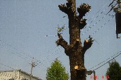 銀杏(いちょう)の木にシュロの葉っぱ?クリックすると大きくなります。t