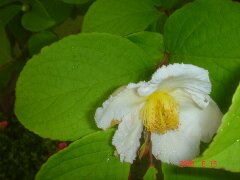 夏ツバキ、白い花です。クリックすると大きくなります。t