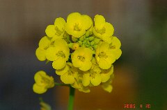 花が咲いちゃいました。クリックすると大きくなります。r