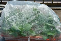 不織布ドームで守られている青帝チンゲン菜。クリックすると大きくなります。r