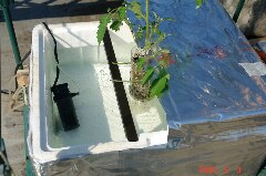 水中ポンプ投入!クリックすると大きくなります。r