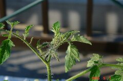 第二花房も確認。クリックすると大きくなります。r