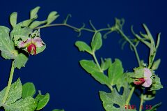 キヌサヤが再び開花。クリックすると大きくなります。r