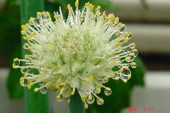 1・葱坊主、言わずと知れたネギの花、雫が綺麗。クリックすると大きくなります。r