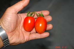 こんな大きさです、私の手も大きいほうですよ。クリックすると大きくなります。r