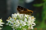 DSC08757.jpg