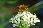 DSC08759.jpg