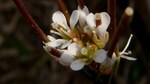 小さな花7