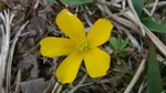 小さな花8
