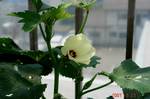 島オクラの花