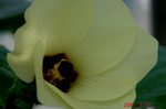 島オクラの花アップ