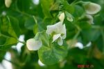 絹さやの花。クリックして大きくしてくださいね。r1
