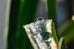 にんにくの葉に水滴。クリックして大きくしてくださいね。r1