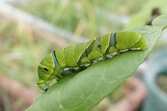 ナミアゲハの終齢幼虫が食事中でした。クリックすると大きくなりますα55。