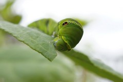 ナミアゲハの終齢幼虫が食事中でした。クリックすると大きくなりますα55。