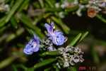 DSC00076.jpg