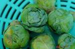DSC00508.jpg