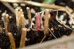 あっちで発芽。クリックすると大きくなります。r