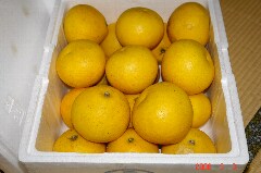 土佐文旦。クリックすると大きくなります。r