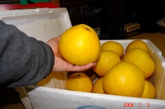 これぐらいの大きさです。クリックすると大きくなります。r