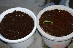 とりあえず2つの鉢に定植しました。クリックすると大きくなります。r