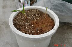 行者ニンニク、今朝の葉が開いた状態。クリックすると大きくなります。r
